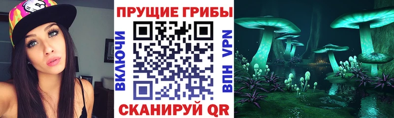 как найти наркотики  Очёр  Галлюциногенные грибы Psilocybe 